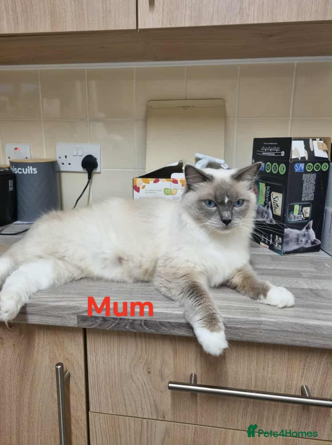 Ragdoll cats for sale: Bicolour ragdoll girls  - Advert 6