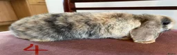 Mini Lop rabbits for sale: Beautiful Mini Lop Babies in Loughborough - Advert 34