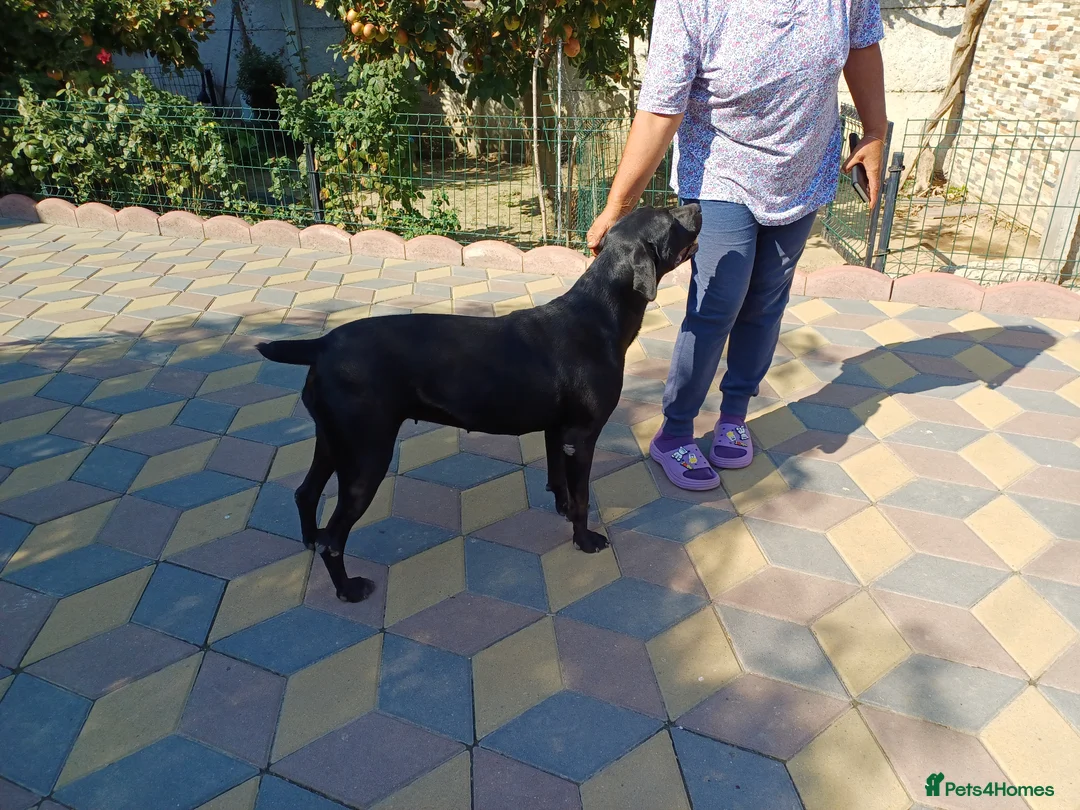 Mixed Breed dogs for adoption: Beautiful and Gentle JULIETTE - for a Loving Home in Nottingham - Advert 2