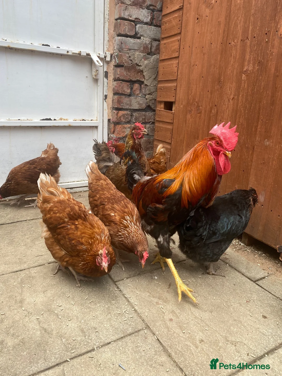 Chickens poultry for sale: Chickens eggs for sale  - Advert 2
