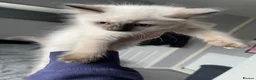 Ragdoll cats for sale: 🐾 GCCF Ragdoll Kittens🐾 READY TO LEAVE - Advert 15