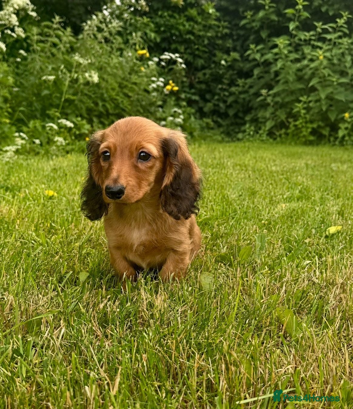 Miniature Dachshund dogs Miniature long haired dachshund puppies  - Advert 2