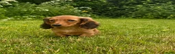 Miniature Dachshund dogs for sale: Miniature long haired dachshund puppies  - Advert 2