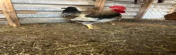 Chickens poultry for sale: Light Sussex/buff Sussex pair in Hartlepool - Advert 4