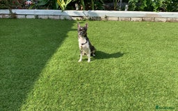 Chihuahua dogs for sale: Blue and white ** chihuahua  - Image 5