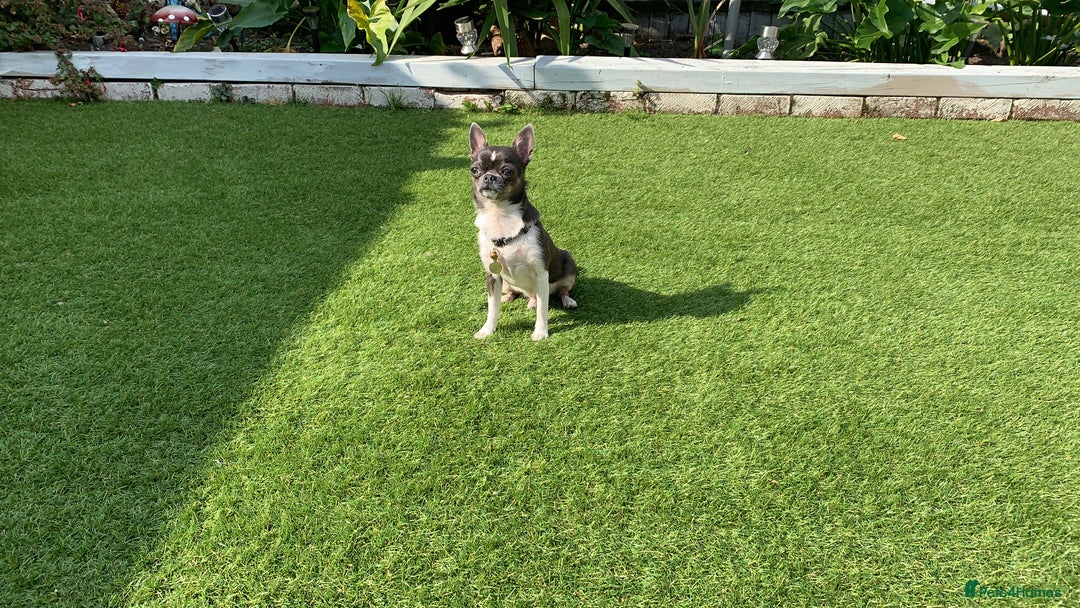 Chihuahua dogs for sale: Blue and white ** chihuahua  - Image 5