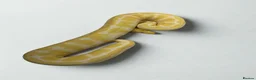 Python Snake reptiles for sale: 9 ball pythons  - Advert 11