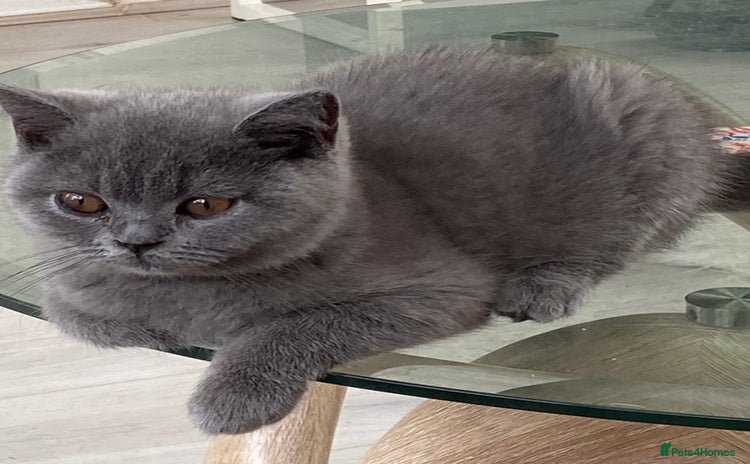 British Shorthair cats - Advert 2