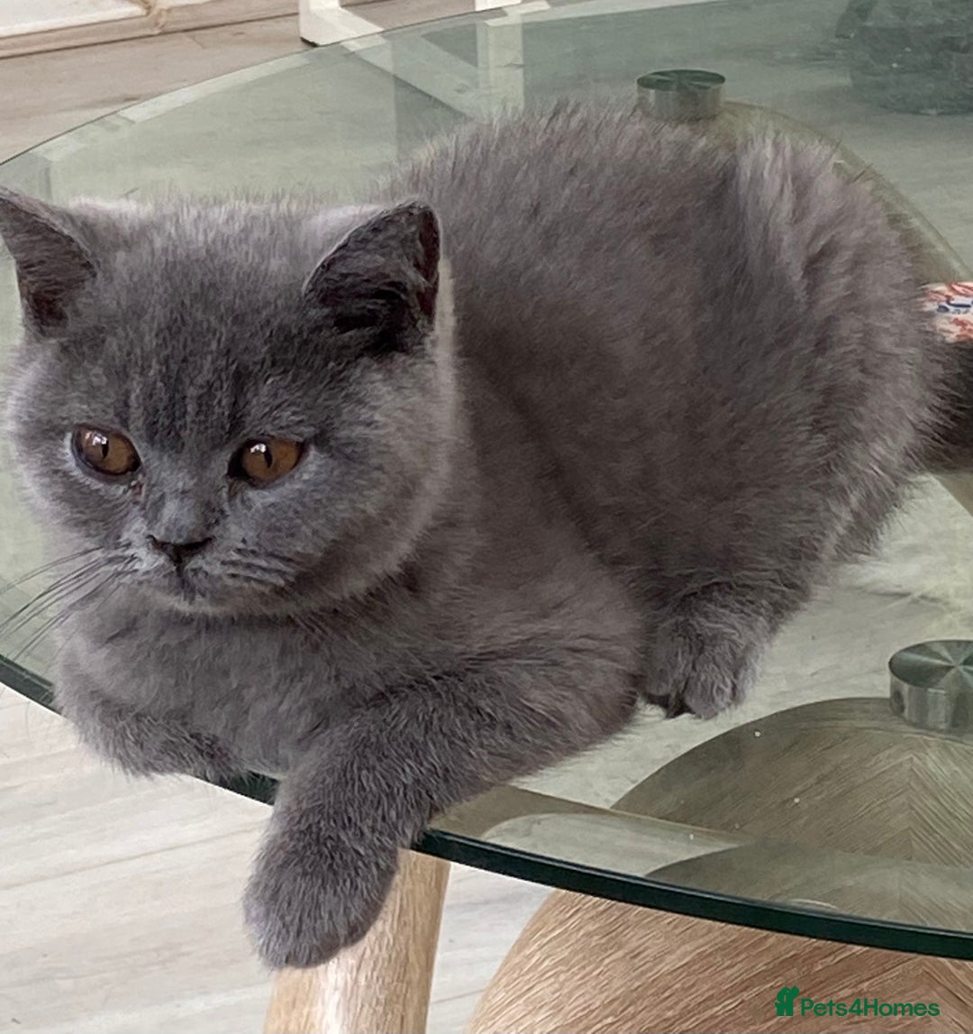 British Shorthair cats for sale: British Blue kittens  - Image 1
