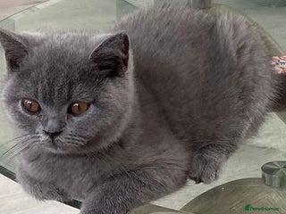 British Shorthair cats - Advert 14