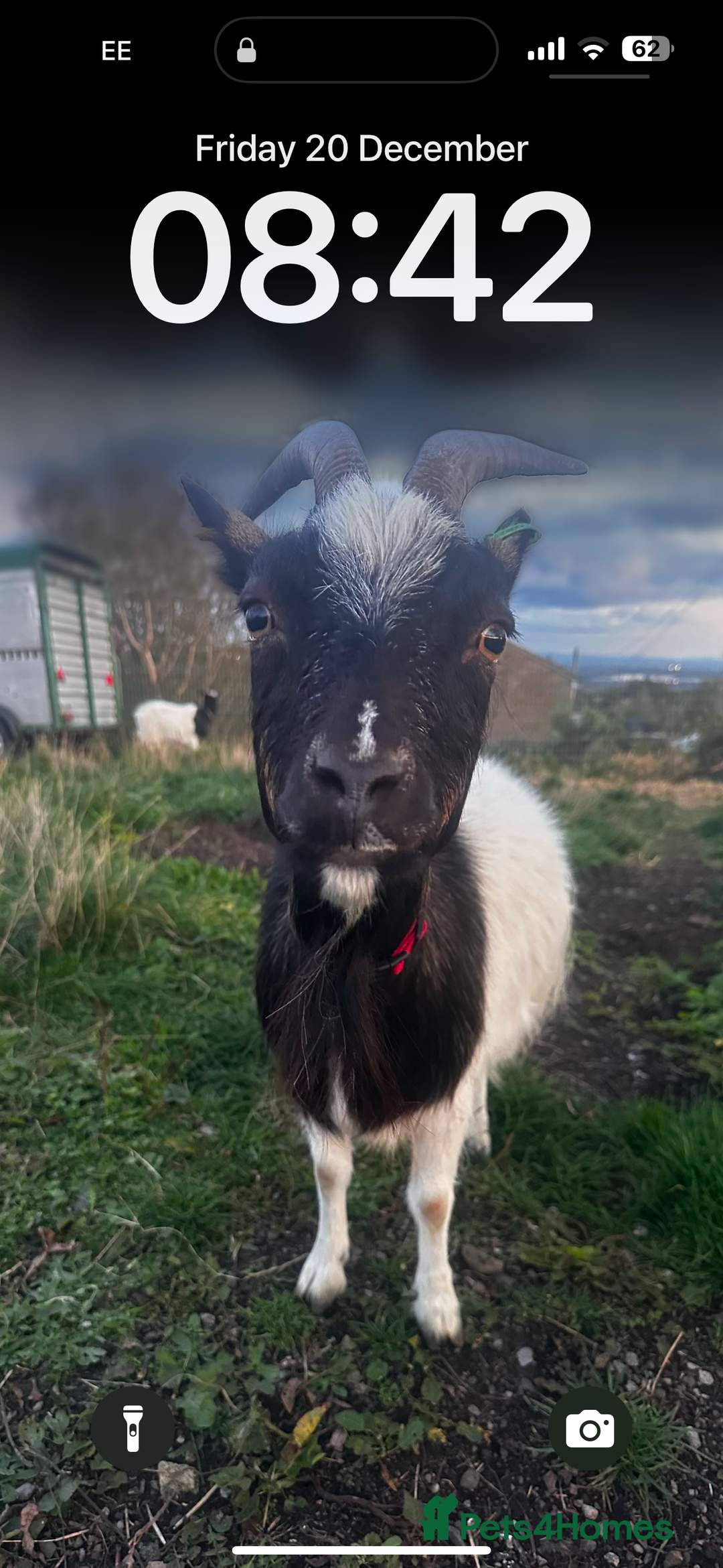 Goats livestock for sale: Pygmy goats  - Advert 8