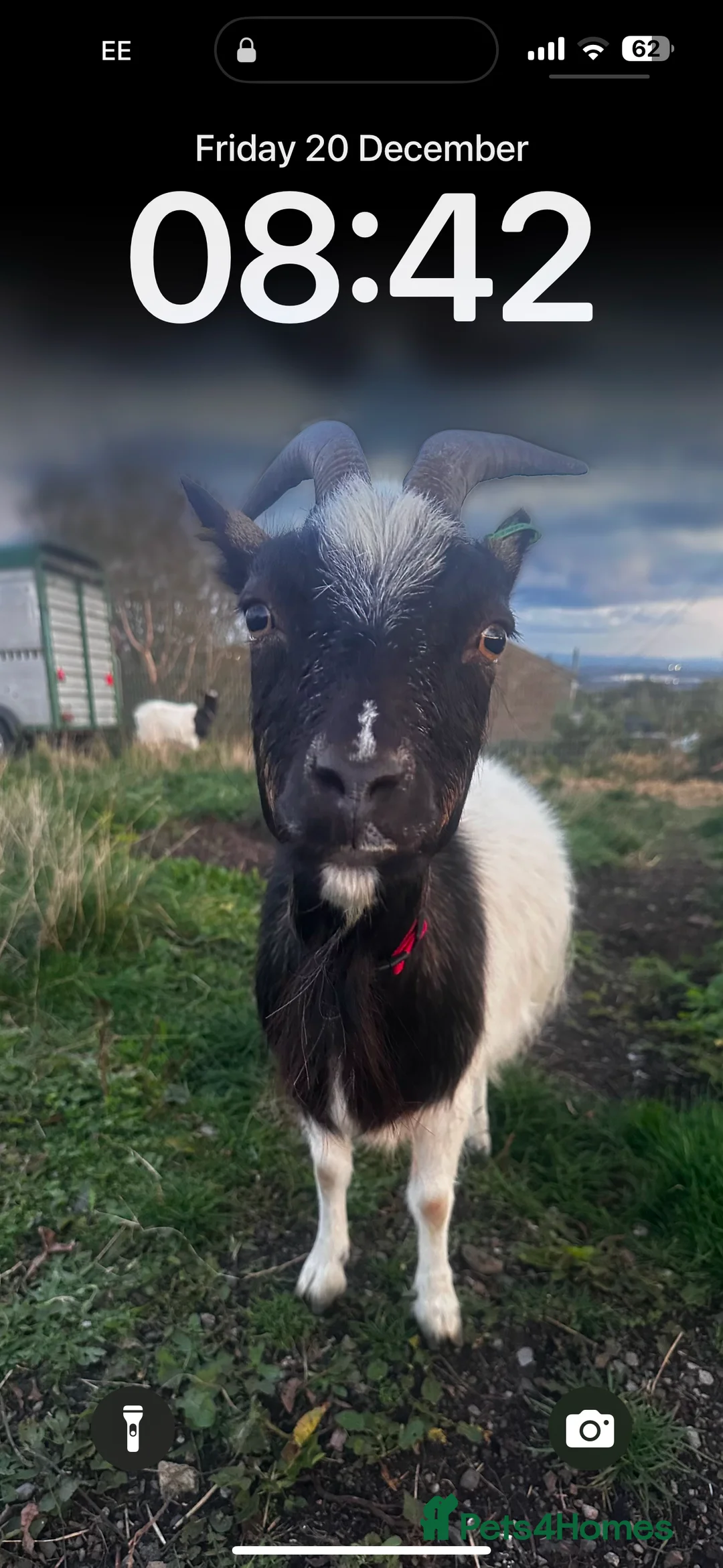 Goats livestock for sale: Pygmy goats  - Advert 8