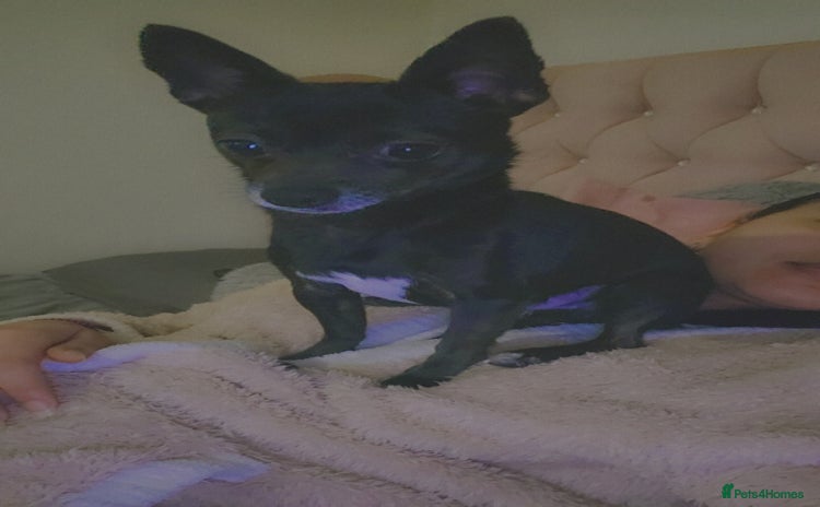 Chihuahua dogs - Advert 4