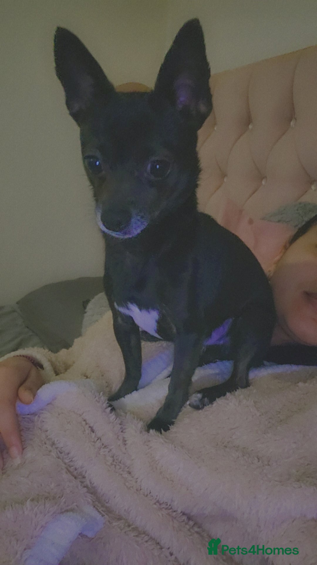Chihuahua dogs for sale: Male chihuahua - Image 1