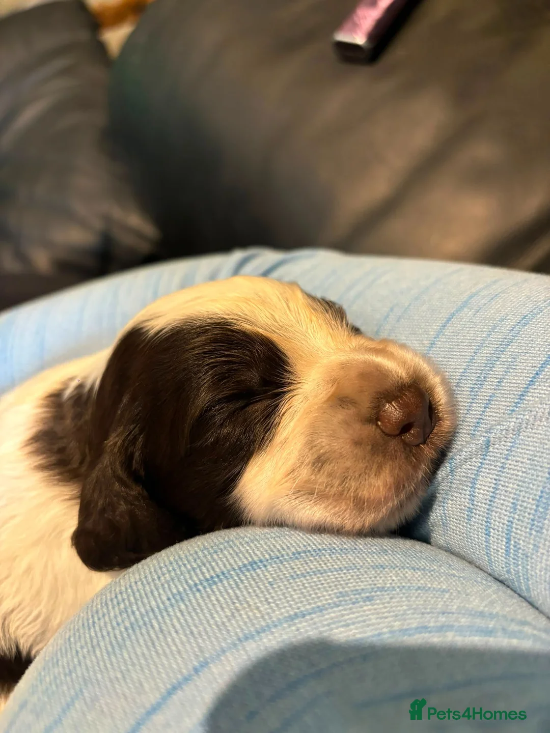 Cocker Spaniel dogs for sale: Stunning kc registered working cocker spaniels - Advert 29
