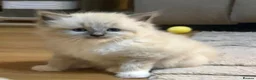 Ragdoll cats for sale: 4 ragdoll girls left ready now - Advert 1