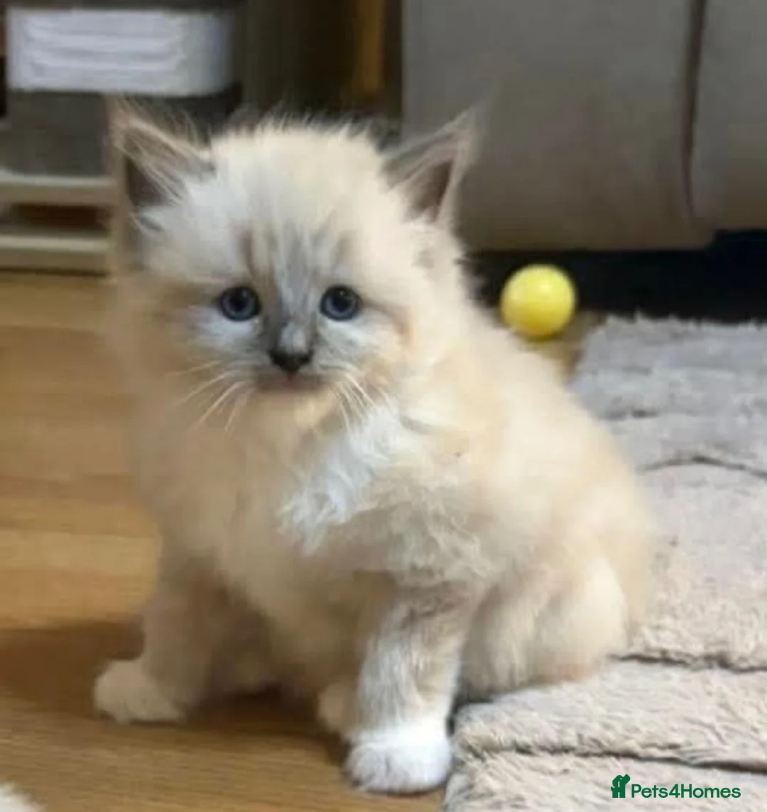 Ragdoll cats for sale: 4 ragdoll girls left ready now - Advert 1