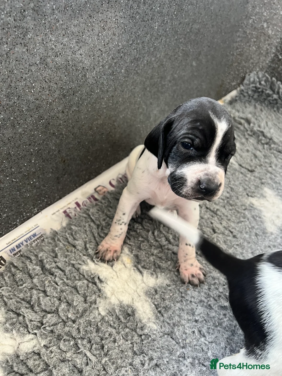 Pointer dogs for sale: Beautiful Pointer puppies  - Advert 2