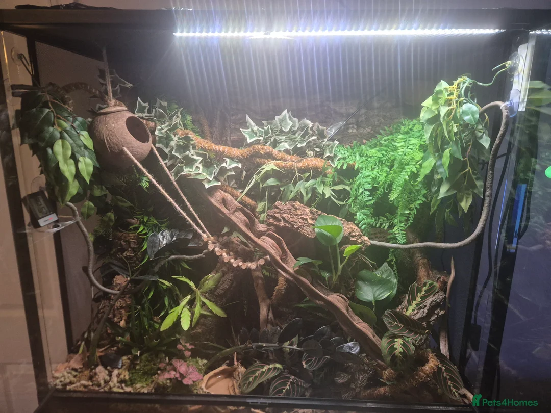 Gecko reptiles for sale: Male crested gecko with full bio set up  - Advert 4