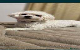 Maltese dogs for sale: Maltese - Image 7