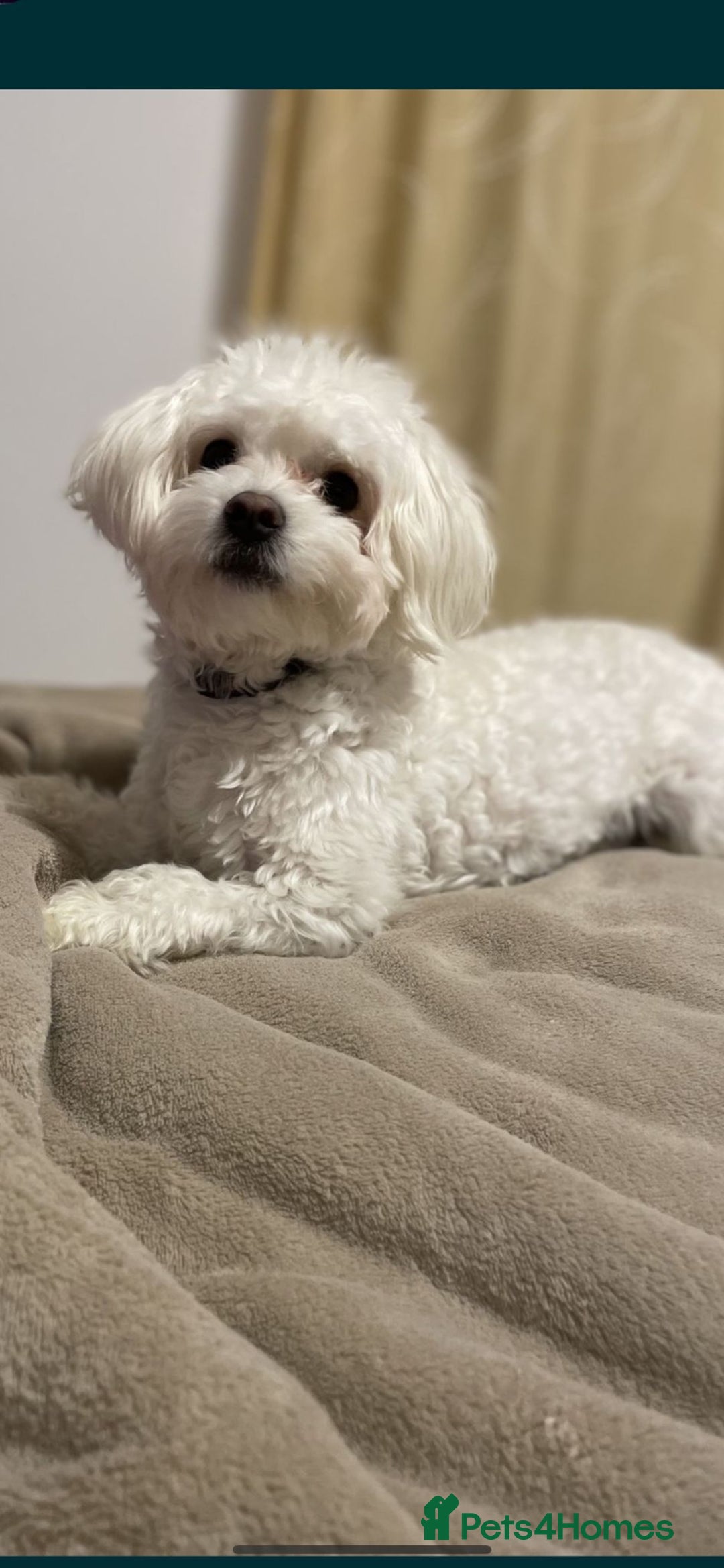 Maltese dogs for sale: Maltese - Image 7