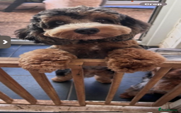 Cockapoo dogs for stud: Merle cockapoo stud - Image 1