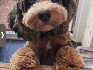 Cockapoo dogs Merle cockapoo stud - Advert 5