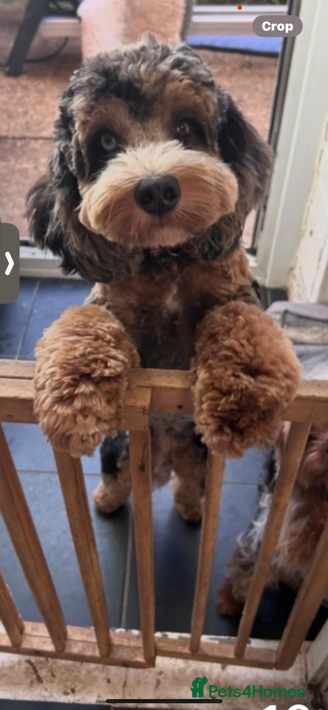 Cockapoo dogs for stud: Merle cockapoo stud - Advert 1