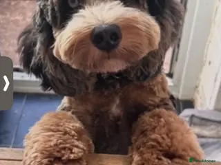 Cockapoo dogs Merle cockapoo stud - Advert 1