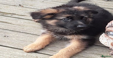German Shepherd dogs - Advert 2