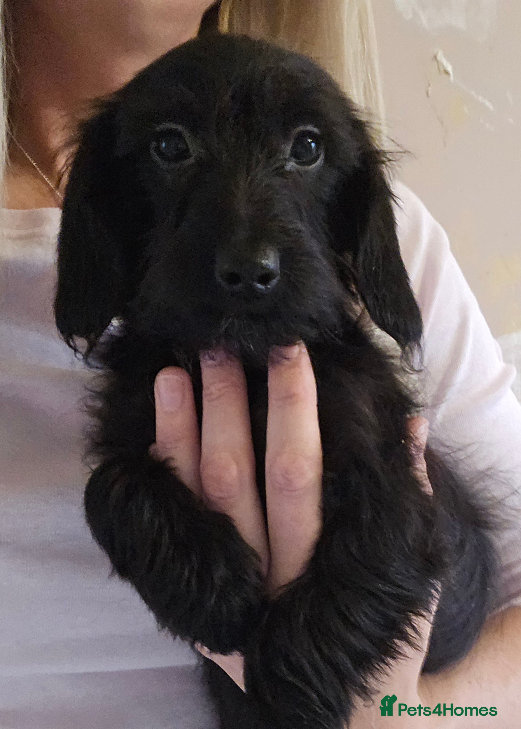 Doxiepoo dogs Doxipoos - Advert 10