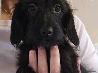 Doxiepoo dogs Doxipoos - Advert 18