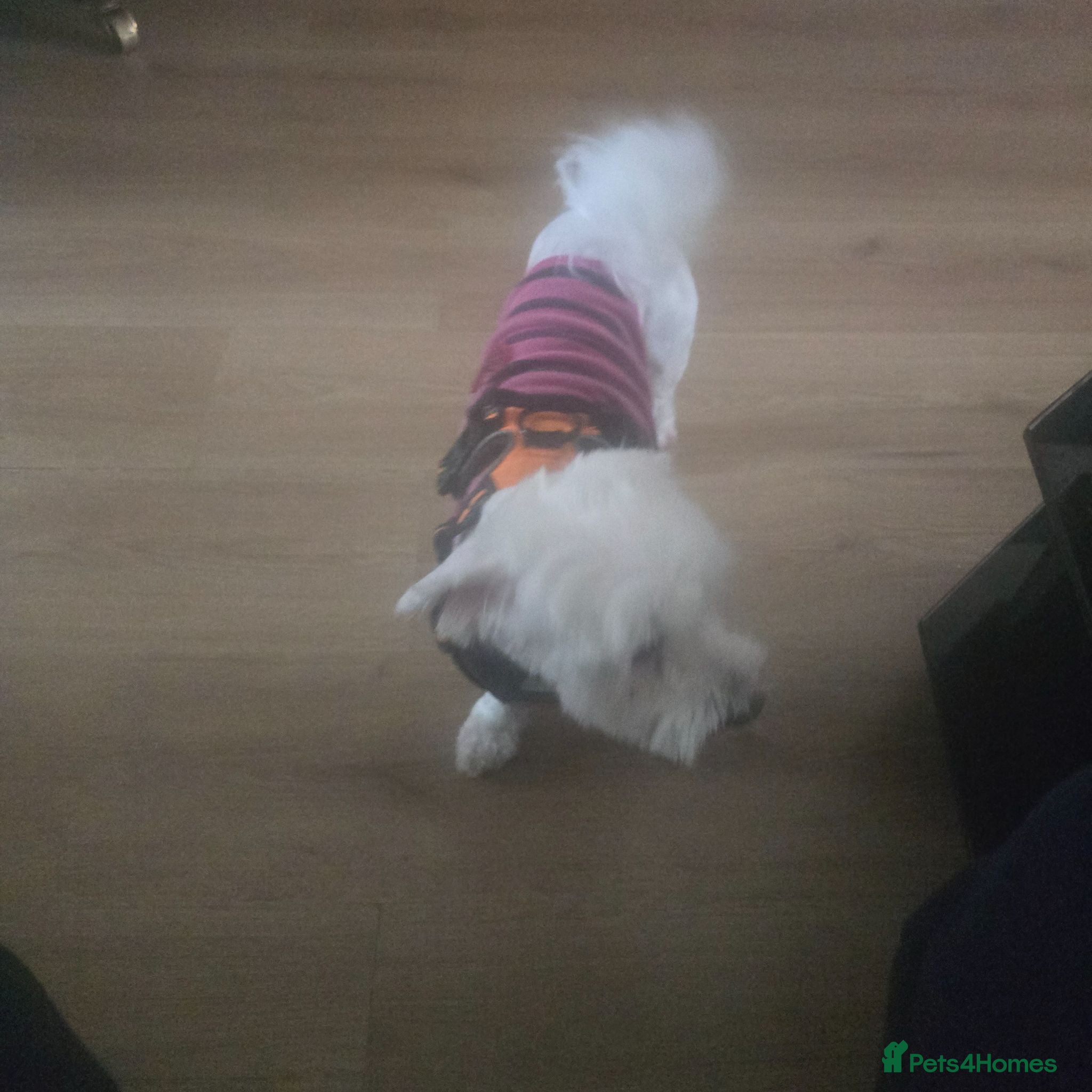 Mixed Breed dogs Adorable Puppies Available – 3 Boys & 1 Girl - Advert 2