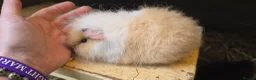 Guinea Pig rodents for sale: Swiss sow - Advert 1