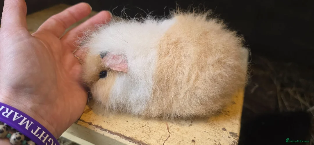 Guinea Pig rodents for sale: Swiss sow - Advert 1