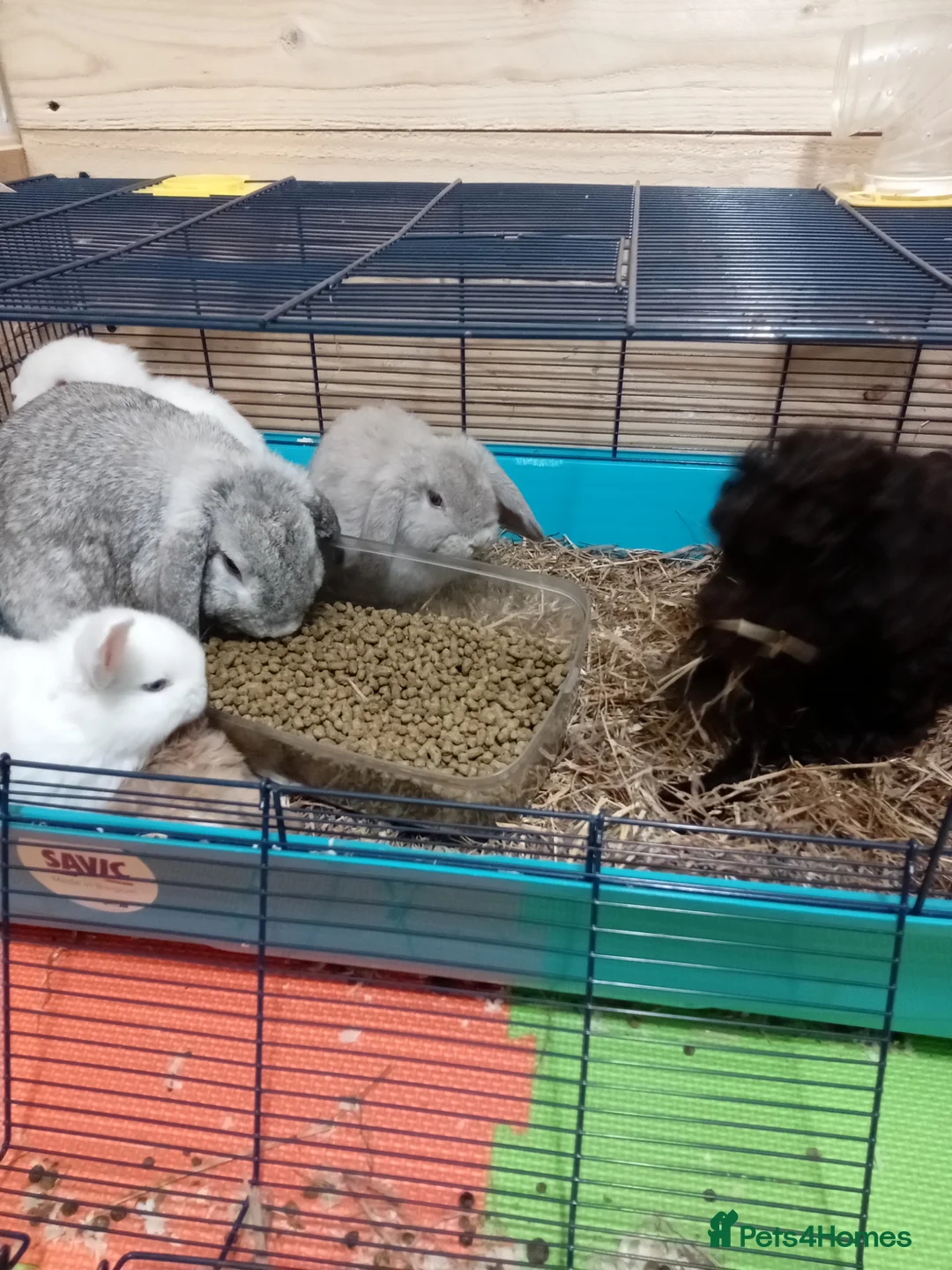 Mini Lop rabbits for sale: Pure bread mini lops  - Advert 2