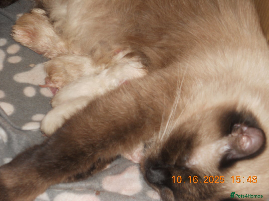 Ragdoll cats for sale: 🎅🎁🎄 RAGDOLL KITTENS 100% PUREBRED STOKE 🎄🎁🎅 - Image 9