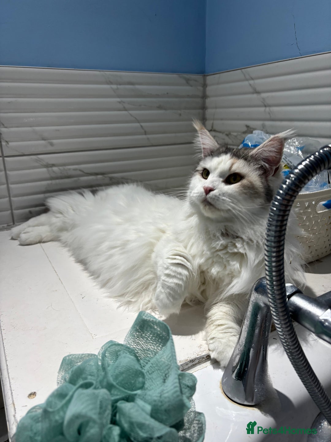 Mixed Breed cats for sale: Kittens Mainecoon cross 4 male 1 female 😻🐈 - Advert 3