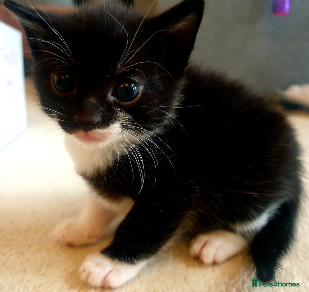 Mixed Breed cats for sale: Sweet Black & White & Tabby Kittens - Image 5