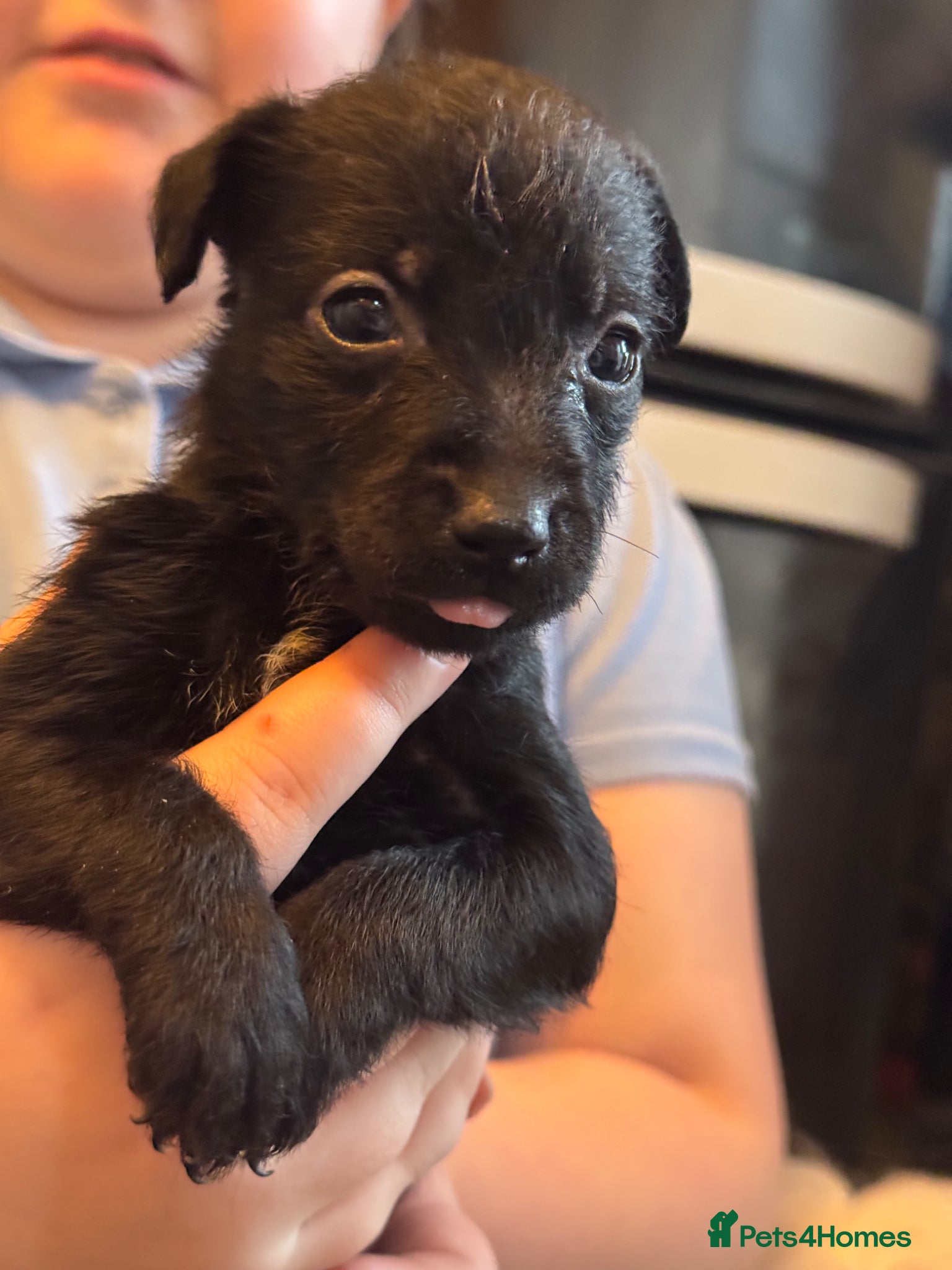 Patterdale Terrier dogs Rough curly coated full patterdales - Advert 2