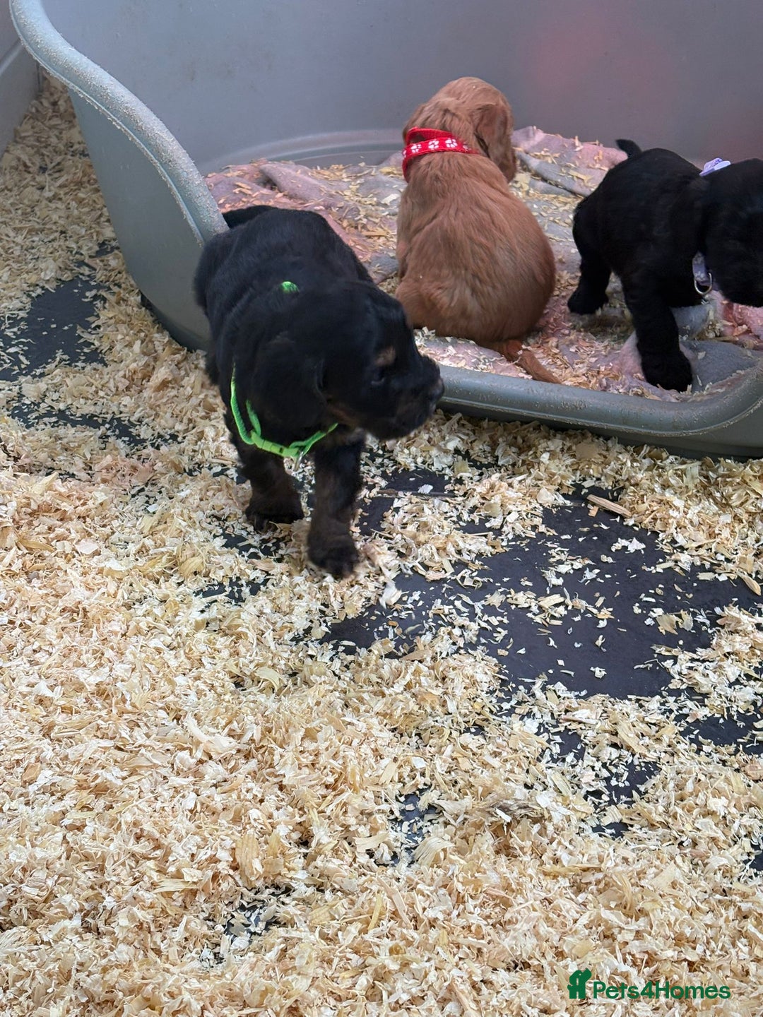 Cockapoo dogs for sale: 5 cockapoo puppy ready 13nov  - Image 1