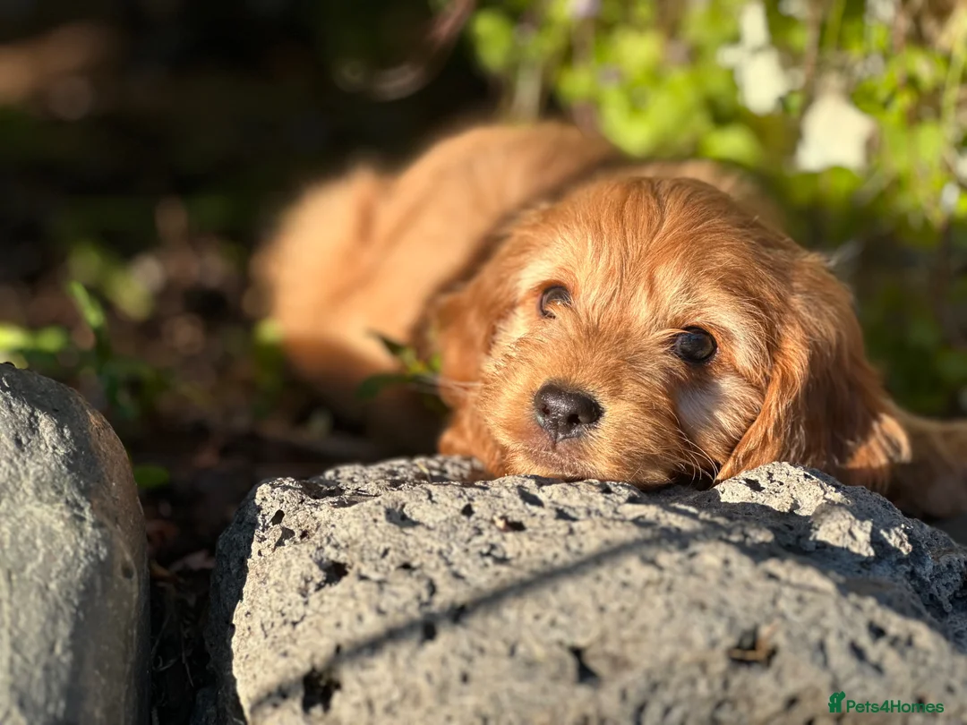 Cockapoo dogs for sale: Health tested beautiful cockapoos ready now  in Chester - Advert 2