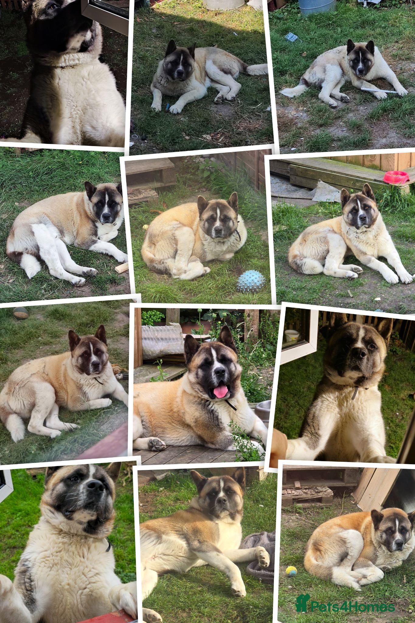 Akita dogs Maxwell is looking for new home  - Advert 4