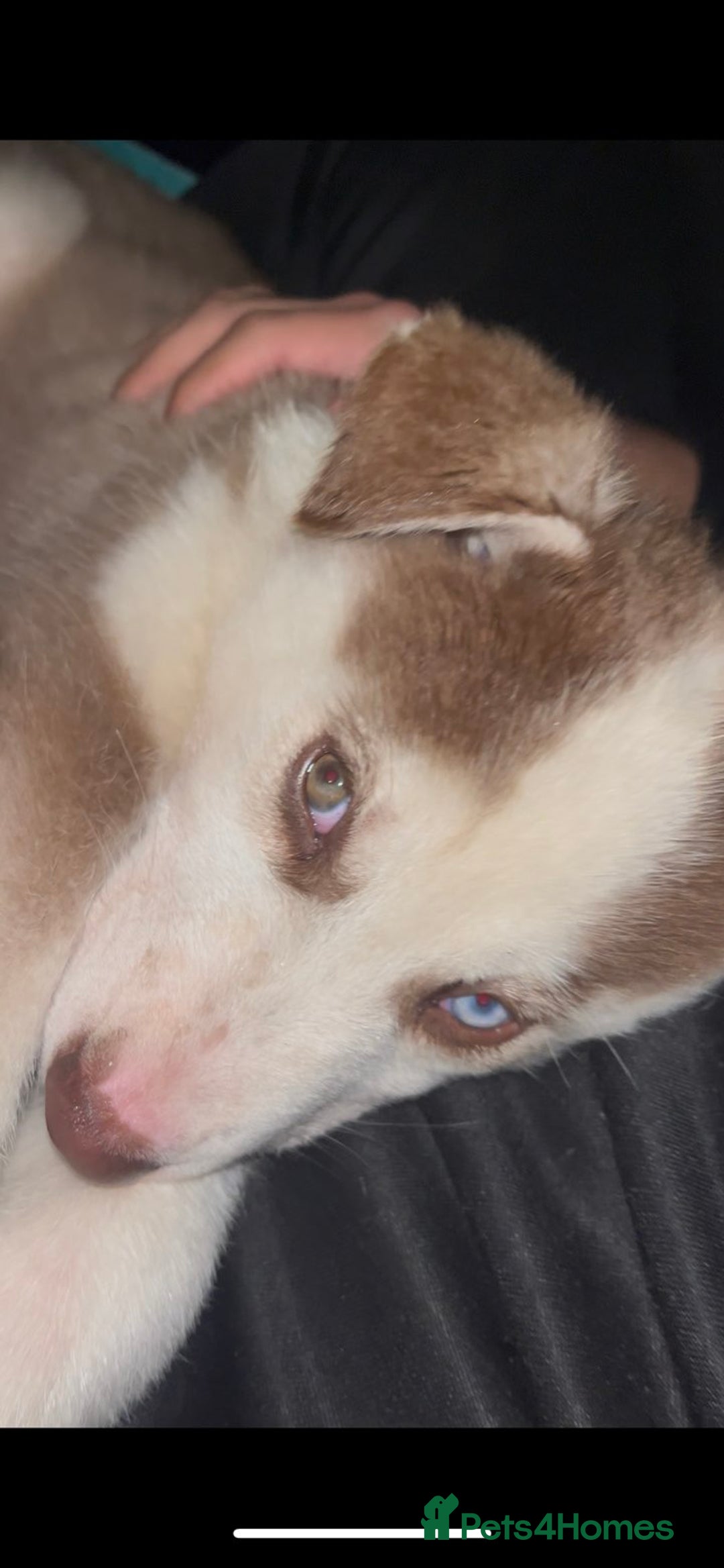 Siberian Husky dogs for sale: Husky puppy's  - Advert 10