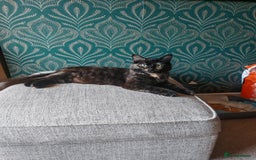 Maine Coon cats for sale: Half maine coon kittens  - Image 1