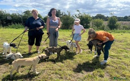 Mixed Breed dogs for adoption: Myrtle - Norwich Norfolk  - Image 12
