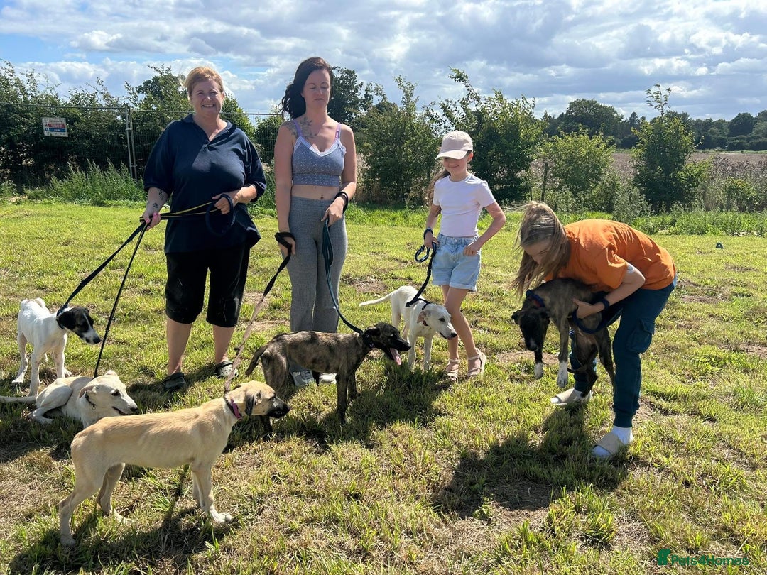 Mixed Breed dogs for adoption: Myrtle - Norwich Norfolk  - Image 12