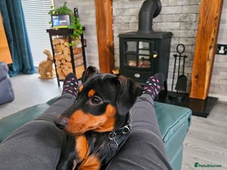 Miniature Pinscher dogs Miniture pincher male - Advert 2