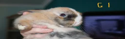 Mini Lop rabbits for sale: 5 Mini Lop x Mini Plush babies  - Advert 13