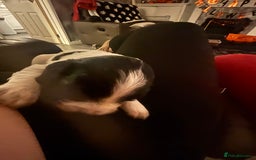 English Springer Spaniel dogs for sale: Springer spaniel pups  - Advert 6